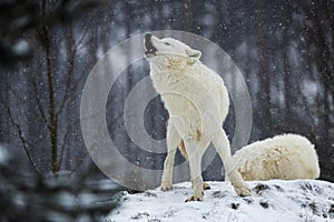 Arctic wolf (Canis lupus arctos) howling summons the species