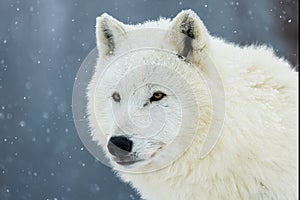 Arctic wolf (Canis lupus arctos) portrait in snowfall