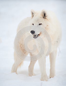 Arctic wolf (Canis lupus arctos) in snow.