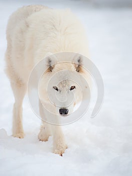 Arctic wolf (Canis lupus arctos) in snow.