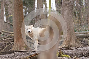 Arctic wolf ( canis lupus arctos ) standing among the felled trees. Known as the white wolf or polar wolf.