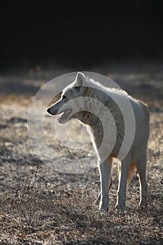 An Arctic Wolf Canis lupus arctos staying in dry grass in front of the forest.