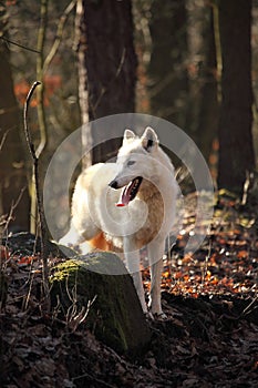 An Arctic Wolf Canis lupus arctos staying in dry grass in front of the forest.