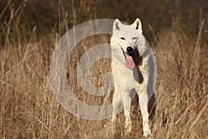 An Arctic Wolf Canis lupus arctos staying in dry grass in front of the forest.
