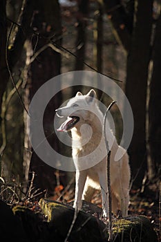 An Arctic Wolf Canis lupus arctos staying in dry grass in front of the forest.