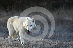 An Arctic Wolf Canis lupus arctos staying in dry grass in front of the forest