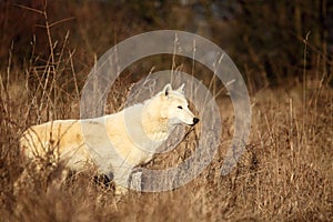 An Arctic Wolf Canis lupus arctos staying in dry grass in front of the forest