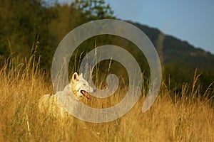 An Arctic Wolf Canis lupus arctos staying in dry grass in front of the forest