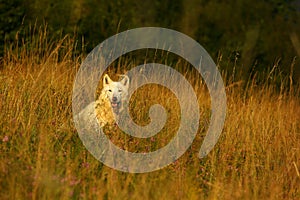 An Arctic Wolf Canis lupus arctos staying in dry grass in front of the forest