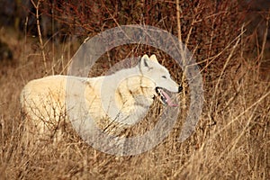 An Arctic Wolf Canis lupus arctos staying in dry grass in front of the forest