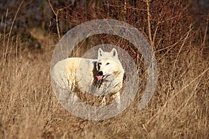 An Arctic Wolf Canis lupus arctos staying in dry grass in front of the forest.