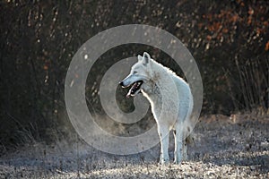 An Arctic Wolf Canis lupus arctos staying in dry grass in front of the forest