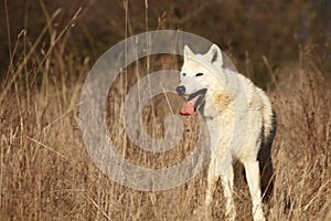 An Arctic Wolf Canis lupus arctos staying in wet grass in front of the forest