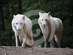Arctic Wolf Canis lupus arctos, Two wolfs, Pair, Green background