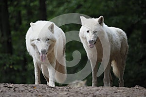 Arctic Wolf Canis lupus arctos, Two wolfs, Pair, Green background