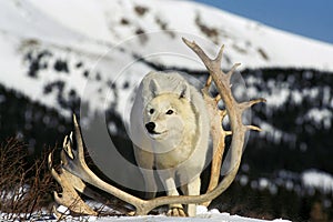 ARCTIC WOLF canis lupus tundrarum, ADULT WITH CERVID ANTLER, ALASKA