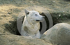 Arctic Wolf, canis lupus tundrarum, Adult standing at Den Entrance