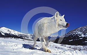 ARCTIC WOLF canis lupus tundrarum, ADULT STANDING ON SNOW, LICKING NOSE
