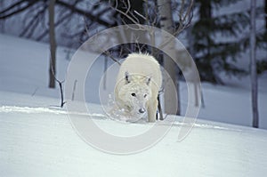 Arctic Wolf, canis lupus tundrarum, Adult walking on Snow, Alaska