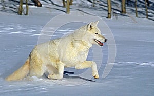 Arctic Wolf, canis lupus tundrarum, Adulte running on Snow, Canada photo