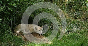 Arctic Wolf, canis lupus tundrarum, Female laying at Den Entrance