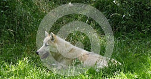 Arctic Wolf, canis lupus tundrarum, female laying on Grass