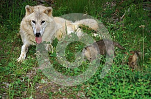 Arctic Wolf, canis lupus tundrarum, Mother with Pup, Alaska