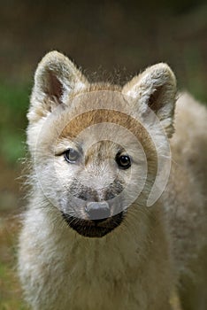 Arctic Wolf, canis lupus tundrarum, Portrait of Pup