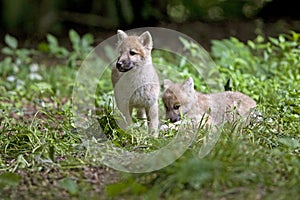 Arctic Wolf, canis lupus tundrarum, Pup