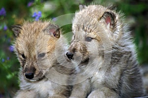 Arctic Wolf, canis lupus tundrarum, Pup, Alaska