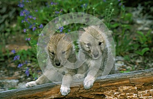 ARCTIC WOLF canis lupus tundrarum, TWO YOUNGS, ALASKA