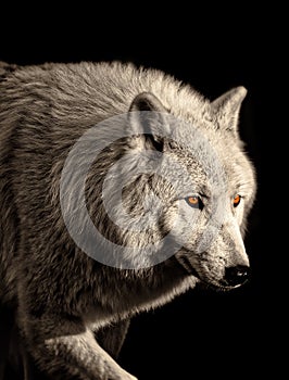 Arctic wolf close-up portrait Canis lupus arctos photo