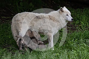 An Arctic wolf closeup feeding her pups in spring in Canada
