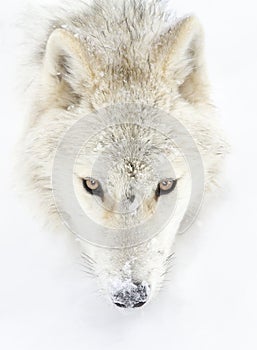 An arctic wolf closeup isolated on white background closeup in the winter snow in Canada photo