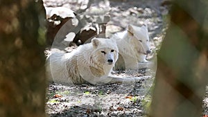 Arctic Wolf Couple