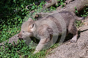 Arctic wolf cub, Canis lupus arctos