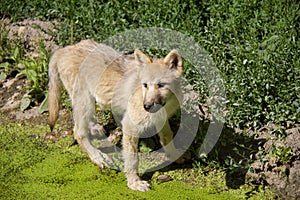 Ártico Lobo cachorro 