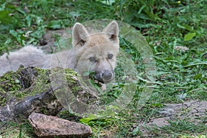 Arctic wolf cub lurking from behind a tree trunk