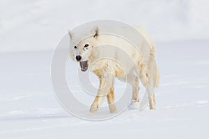 Arctic wolf eating a vole