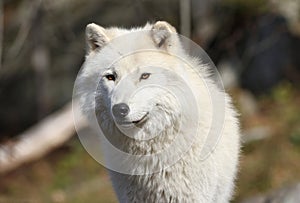 Arctic wolf during fall