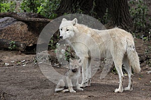 Arctic wolf family