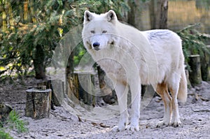 Arctic Wolf in the forest
