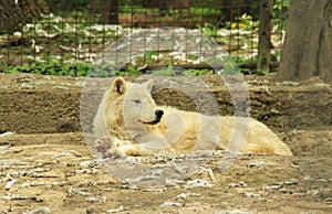 Arctic wolf having rest