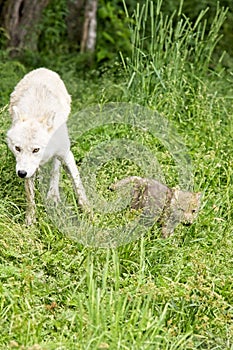 Arctic wolf and her pup are out for a stroll