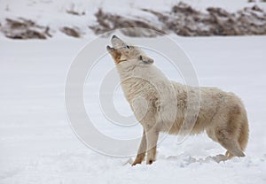 Arctic wolf howling