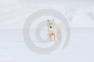Arctic wolf on hunt