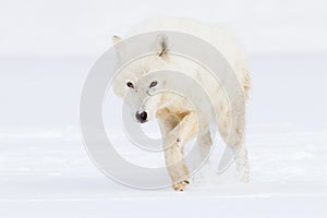 Arctic wolf on hunt