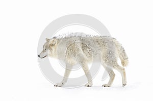 An Arctic wolf isolated on white background walking in the winter snow in Canada