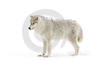 An Arctic wolf isolated on white background walking in the winter snow in Canada