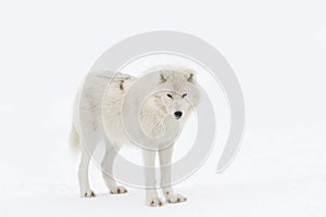 An Arctic wolf isolated on white background walking in the winter snow in Canada